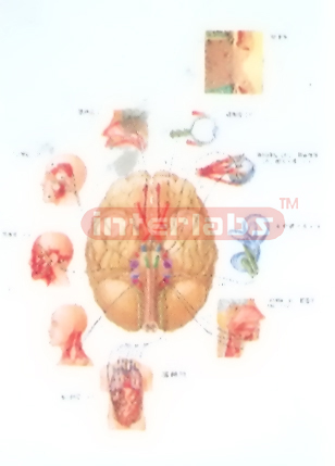 HANGING HUMAN COMUNECATION OF SYMPATHETIC NERVES IN BRAIN AND SPINAL CORD